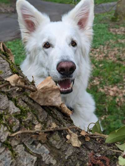 Dogorama Photo Challenge - Versteckspiel-Beitrag-Bild