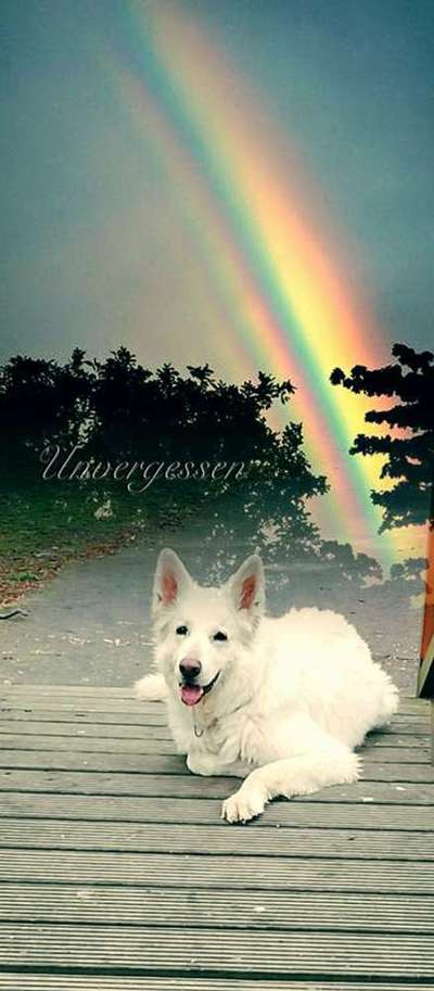 Ein neuer Hund nach dem Tod-Beitrag-Bild