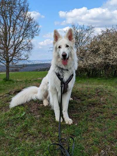 Vom Welpen zum Hund-Beitrag-Bild