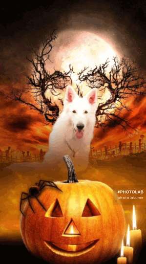 Fotochallange Nr.53 "HALLOWEEN"-Beitrag-Bild