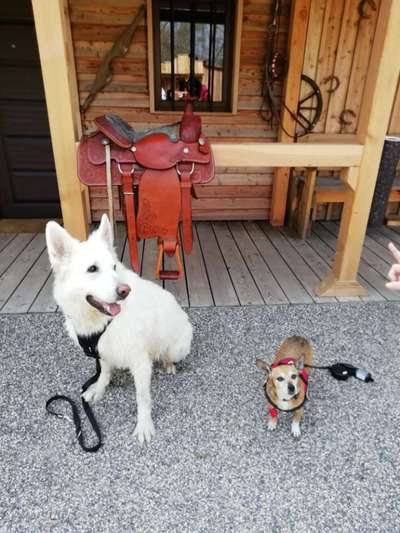 Dogorama Photo Challenge - Gegensätze-Beitrag-Bild