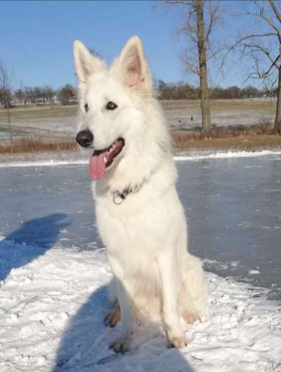 Die Dogorama Kalender Challenge Titelbild-Beitrag-Bild