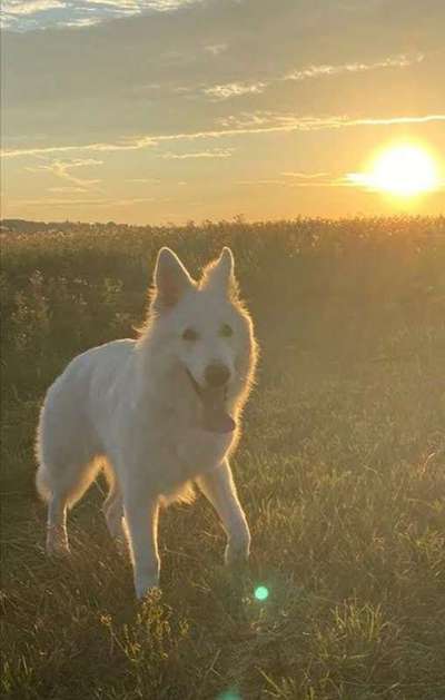 Sonnenaufgang mit Hund-Beitrag-Bild