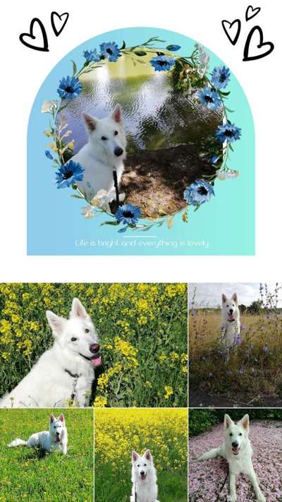 27. Collagen Challenge - Dein Hund mit Blume(n)-Beitrag-Bild