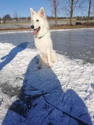 Schäferhund-Beitrag-Bild