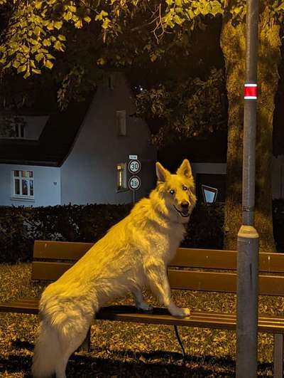 Dogorama Photo Challenge - Licht-Beitrag-Bild