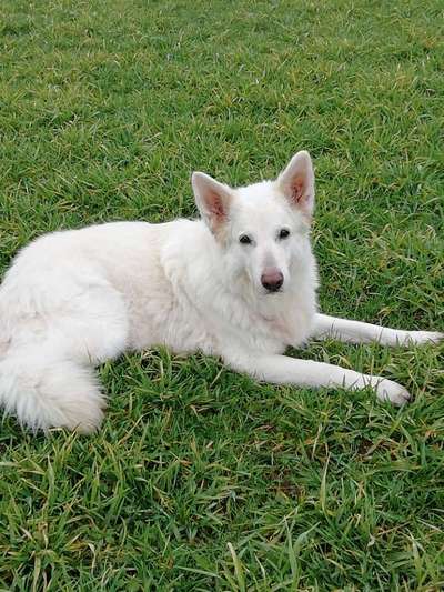 Weißer Schweizer Schäferhund-Beitrag-Bild