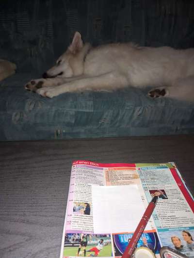 Top Dog-der Live Ticker Thread-Beitrag-Bild