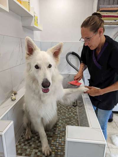 Fotowettbewerb:                                         Wellness für deinen Hund-Beitrag-Bild