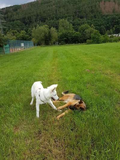 Fotowettbewerb : Hundekommunikation-Beitrag-Bild