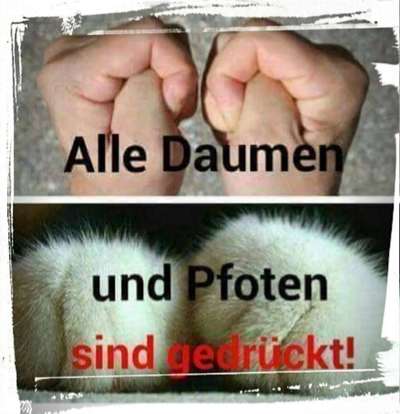 Alles rund um den Schäferhund, diskutieren erwünscht.-Beitrag-Bild