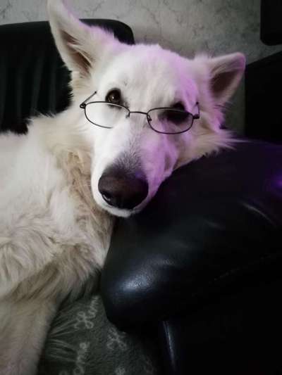 Dogorama Photo Challenge- genervter Blick-Beitrag-Bild