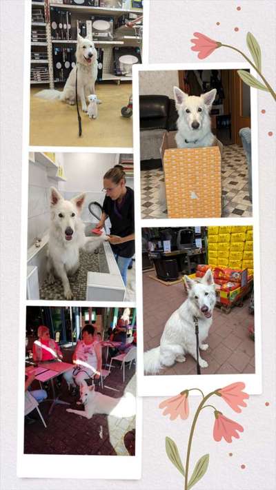 56. Foto Collage Challenge - Shopping Hund-Beitrag-Bild