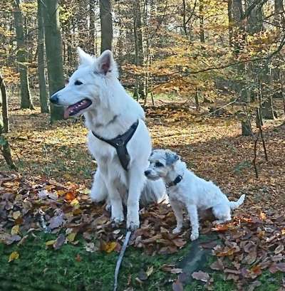 155. FotoChallange * David und Goliath *-Beitrag-Bild