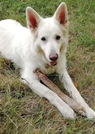 Dogorama Photo Challenge - Mein Holz und ich-Beitrag-Bild