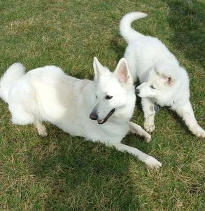 Bester Freund, Hundekumpel - zeigt her!-Beitrag-Bild