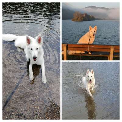 51.Collagen Challenge: Wasserhunde-Beitrag-Bild