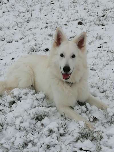 Schnee Foto-Beitrag-Bild