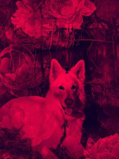 11. Farben Foto Challenge Rot-Beitrag-Bild