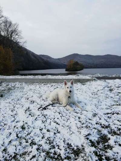 24. Collage-Challenge  *Hund im Schnee*-Beitrag-Bild