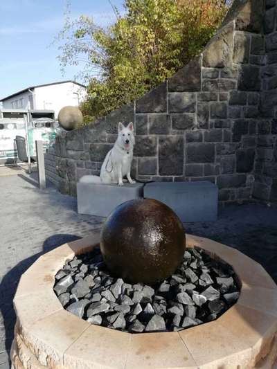 Dogorama Photo Challenge - Rund-Beitrag-Bild