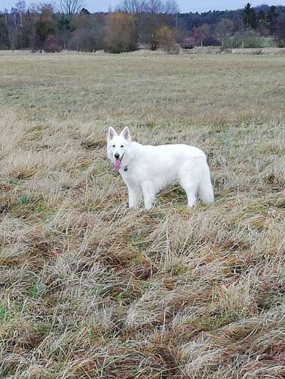 Alles rund um den Schäferhund, diskutieren erwünscht.-Beitrag-Bild