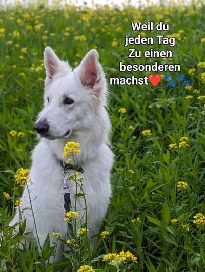 Fotowettbewerb "Liebeserklärung an deinen Hund!"-Beitrag-Bild