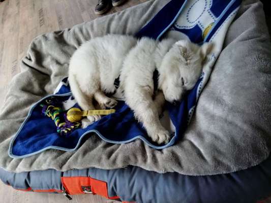 Alles rund um den Schäferhund, diskutieren erwünscht.-Beitrag-Bild