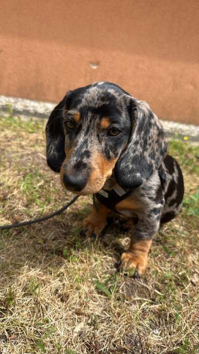 Hundetreffen-Welpentreffen-Bild