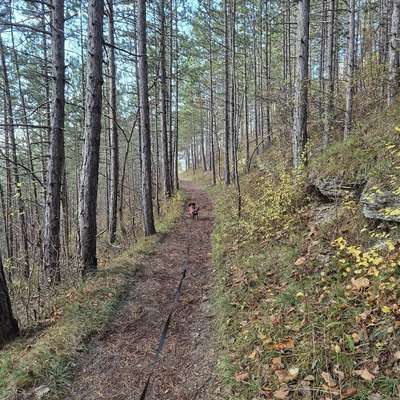 Hundetreffen-Dackel Kumpel-Bild