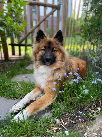 Hundetreffen-Social Walks / Hundekontakt-Bild