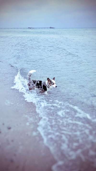 Corgis und ihre persönlichen Hofangestellten-Beitrag-Bild