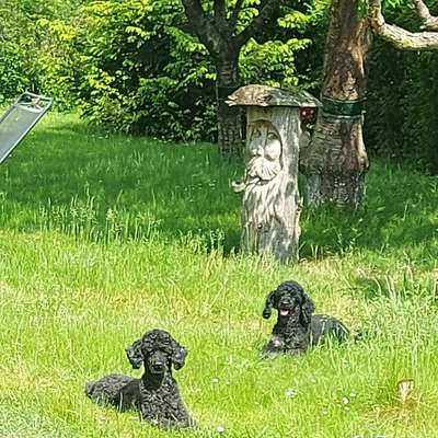 Hundetreffen-Wer hat Lust auf gemeinsame Abenteuer? Gassi gehen, Training o.ä-Bild