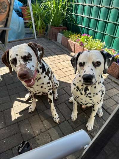 Hundetreffen-Treffen rund um Den Hund-Bild