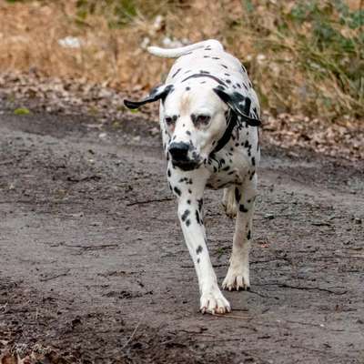 Hundetreffen-Dalmatiner Rüde sucht-Bild