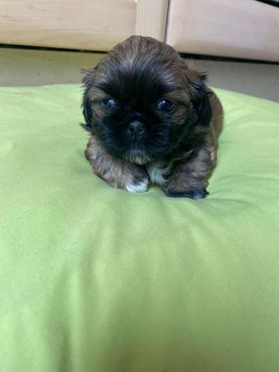 Shih Tzu von Jung bis Senioren-Beitrag-Bild