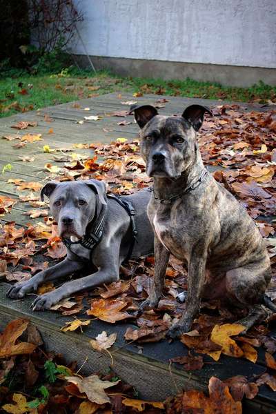 Listenhund/Kampfhund-Beitrag-Bild