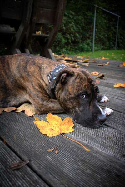 Herbst Bilder-Beitrag-Bild