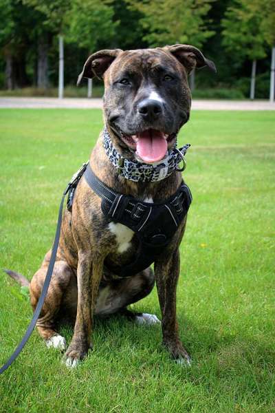 Welpenfotos-Beitrag-Bild