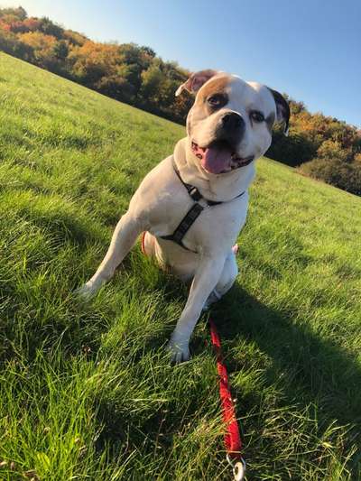 Wo sind meine AMERICAN BULLDOGS?-Beitrag-Bild