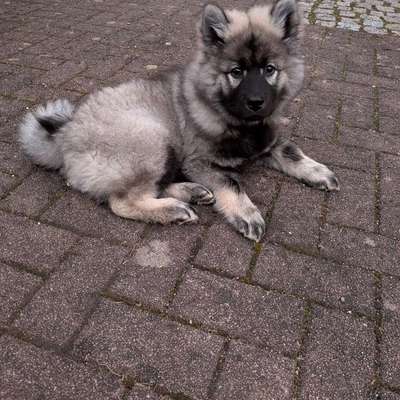 Hundetreffen-Welpentreffen Bündheim-Bild