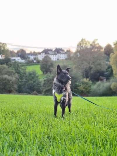 Hundetreffen-Wald Spaziergänge-Bild