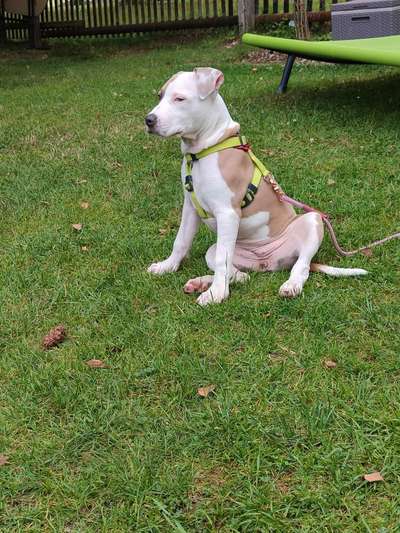 Mischlinge raten - Rätselspaß-Beitrag-Bild