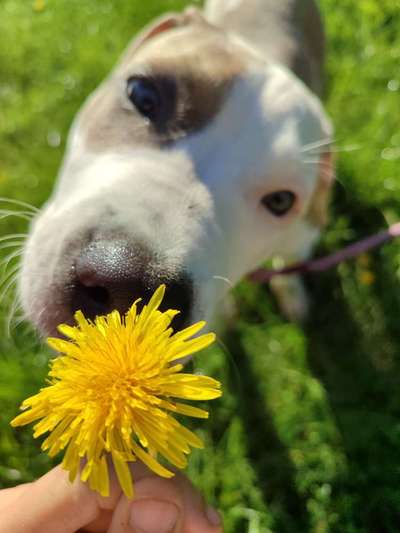 Zeigt mir die tollste Nahaufnahme von eurer Fellnase-Beitrag-Bild