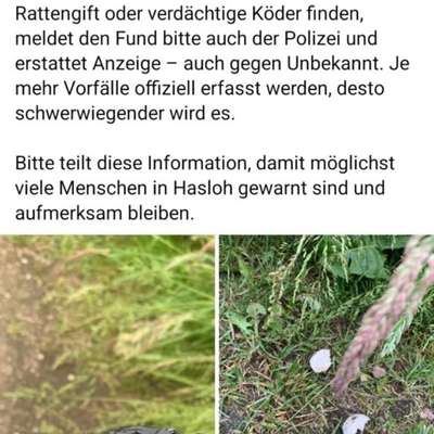 Giftköder-Rattengift-Bild