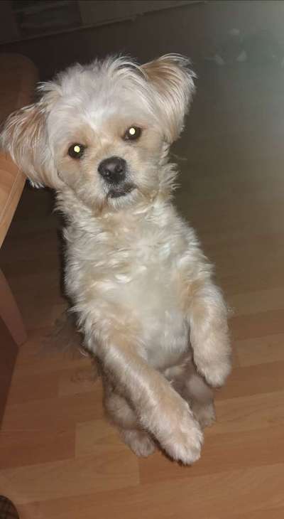 Die Dogorama Kalender Challenge Titelbild-Beitrag-Bild