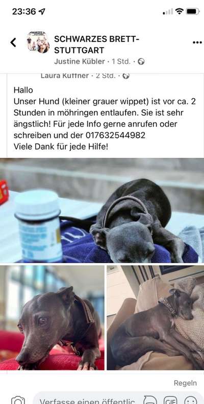 Entlaufene, Gefundene und Vermisste Hunde-Beitrag-Bild