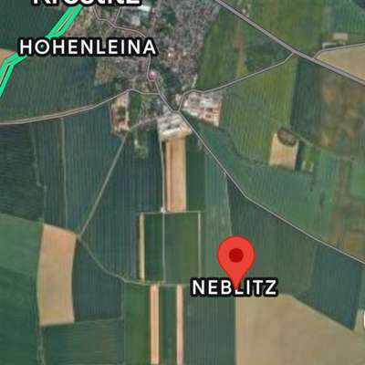 Giftköder-Totes Reh in Krostitz!-Bild