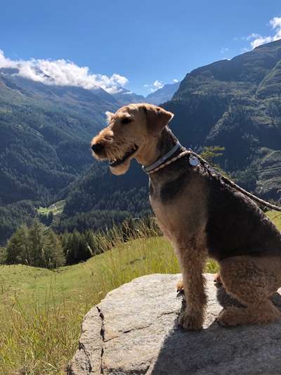 Airedale Terrier-Beitrag-Bild