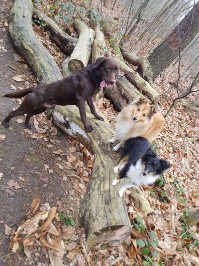 Hundetreffen-Spaziergang in Maxdorf-Bild